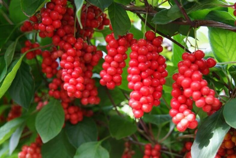 Schisandra na zvýšenie potencie
